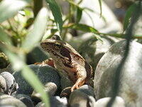 Grasfrosch