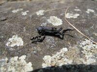 Juvenile, vertrocknete Erdkröte