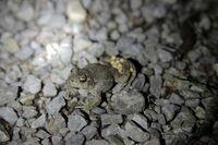 Männchen der Geburtshelferkröte mit Eiern um die Hinterbeine