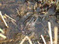 Wasserfrosch