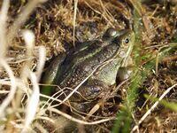 Wasserfrosch
