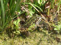 Wasserfrosch
