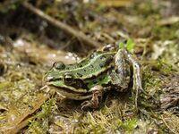 Subadulter Wasserfrosch