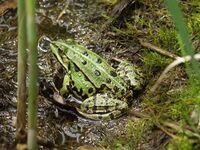 Wasserfrosch