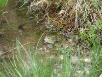 Kleiner Wasserfrosch Männchen