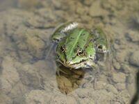 Juveniler Wasserfrosch