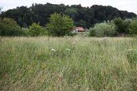 Blumenwiese