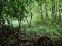 Feuchter Wald