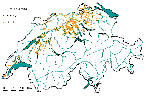 Verbreitung der Kreuzkröte in der Schweiz