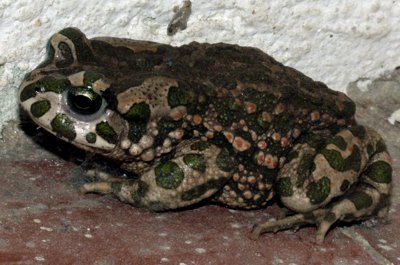 Wechselkröte, bufo viridis