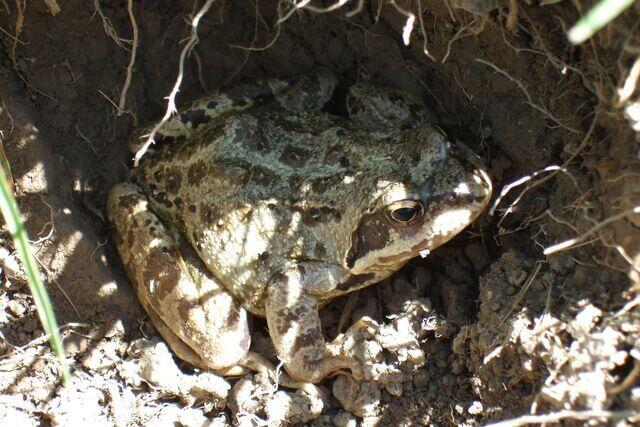 Grasfrosch aus den Alpen