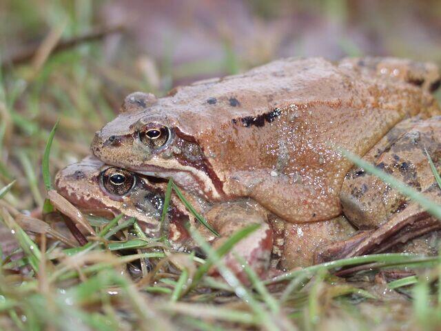 Grassfrosch  Paar