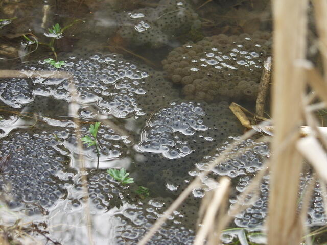 Grasfrosch im Laich