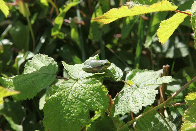 Junger Laubfrosch sonnt sich.