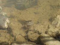 Grasfrosch bei Metamorphose