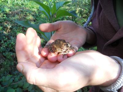 Erschopfte Krote Im Garten Forum Froschnetz