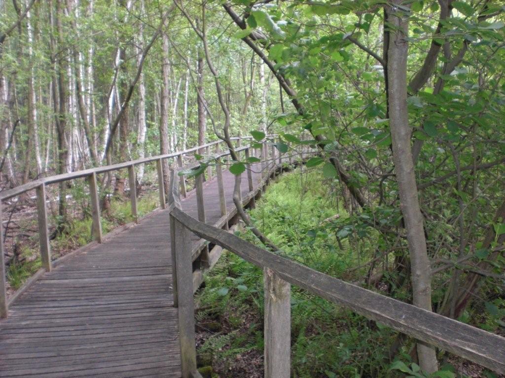 Teufelssee und Teufelsmoor - Berliner Waldbiotop ...